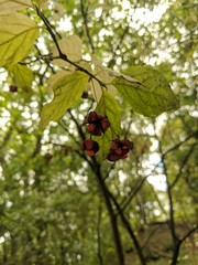 red berries on tree
