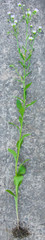 A plant against a stone background.