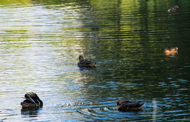 Ducks on the lake.