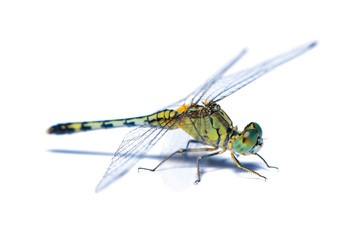 A female blue ground skimmer or Diplacodes trivialis dragonfly isolated on white background