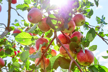 Fresh, natural, organic, juicy apples. Apples on a branch on a tree. Apple orchard. Eco  product