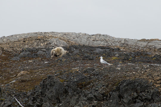 A polar bear eating small reindeer.