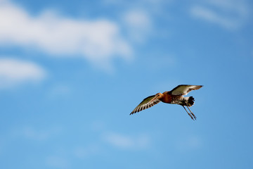 Icelandic Black-tailed Godwit (Limosa Islandica)