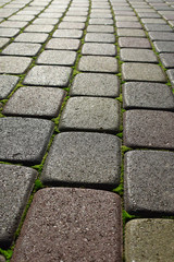 Dark grey concrete pavement sidewalk closeup against sunlight overgrown with green moss selective focus.