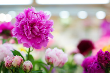 close up tender Bouquet of pink peonies in vase with blurred background with space for text