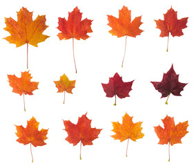 Autumn maple leaf on a white background © Alex Zegrachov
