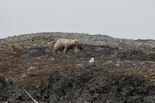 A polar bear eating small reindeer.