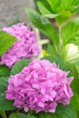 Large beautiful flowers hydrangea