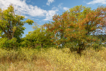 Paisaje con falsas acacias. Robinia pseudoacacia.