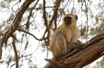 Fototapeta na wymiar Vervet monkey in Botswana