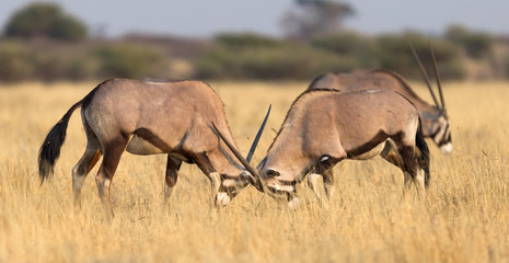 Oryx in the Kalahari desert