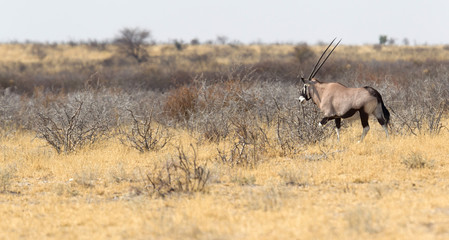 Obraz na płótnie Canvas Oryx in the Kalahari desert