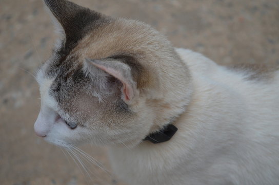 Mia, a gata