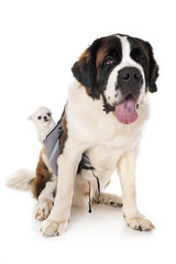 Obraz premium saint bernard and chihuahua