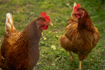 Two farm chickens looking for scratch