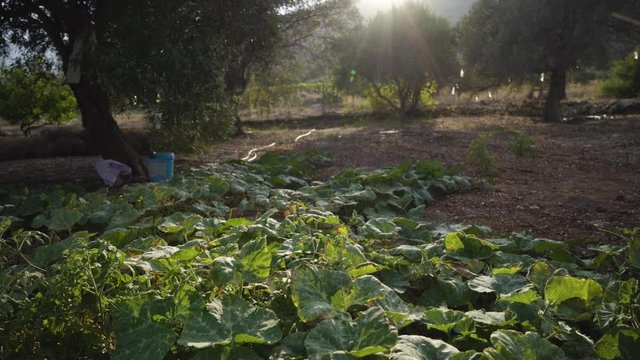 Garden of squash/zucchini in field with sun setting