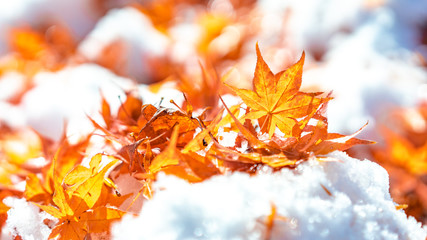 Japan Autumn Season.Maple leaves on the ground with snow flake.Vivid color foliage orange and yellow.Autumn background.