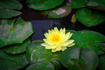 Beautiful blooming yellow lotus with yellow pollen and green leaves floating on pond