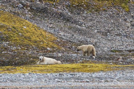 Male polar bear ion Svalbard.