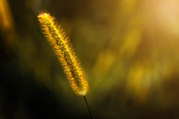 Yellow flowers with orange light of the sun in the evening the winter