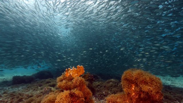 Bait ball in coral reef of Caribbean Sea at scuba dive around Curacao /Dutch Antilles with fire coral