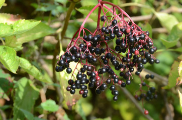 Cluster with elderberry in sunlight on green background.
