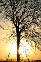 Silhouette of tree