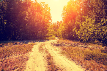 Rural landscape in the evening. Dirt road in the forest at sunset