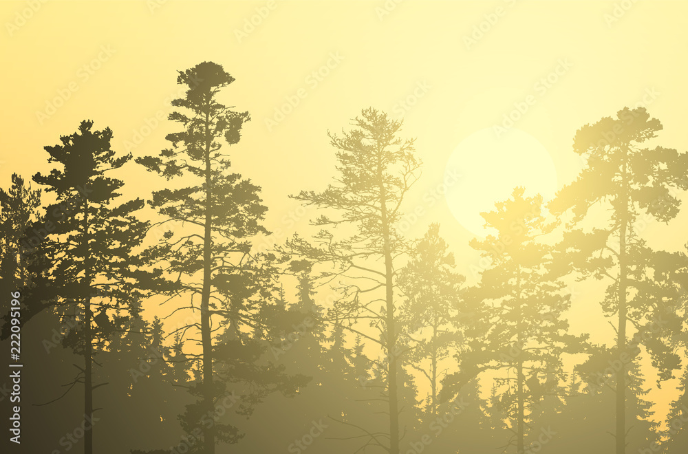 Wall mural vector illustration of coniferous forest with pines and spruces, under morning yellow and orange sky