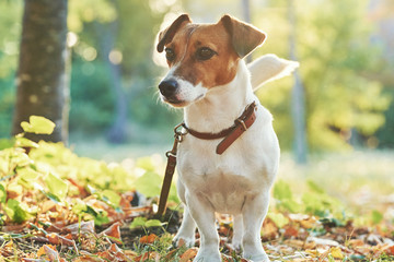 Autumn card with place for your text. The portrait Jack Russell Terrier dog sits under a tree on the green grass in the garden on a bright background of green foliage, sun rays and autumn trees