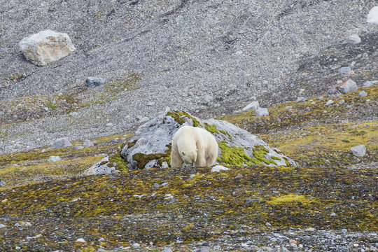Male polar bear on Svalbard