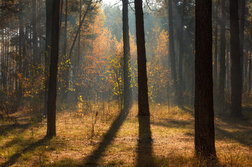 Fototapeta premium Walk in the autumn forest. Autumn colors. Sun rays.