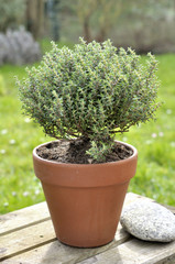 thyme in terra cotta pot put on a table in a garden