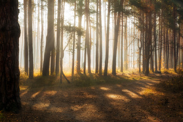 Walk in the autumn forest. Autumn colors. Sun rays.