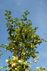 Little yellow apples on an apple tree