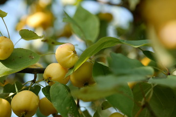 Little yellow apples on an apple tree
