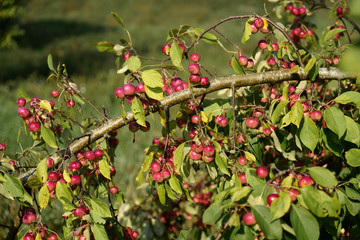 Little red apples on an apple tree