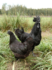 Black rooster and chicken on green grass