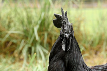 Black rooster on green grass