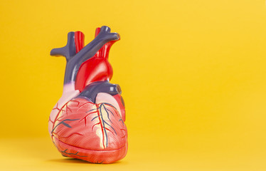 Isolated model of a human heart on yellow background.
