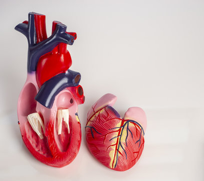 Cross section of Isolated model of an internal human heart on white background.
