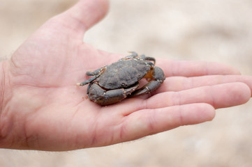 holding a crab at the beach
