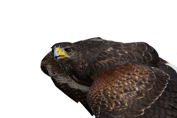 Red-tailed hawk isolated on white. Buteo Jamaicensis. Accipitridae family.