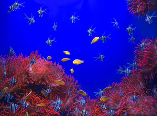 Fototapeta na wymiar Red sea anemone in a dark blue water and colorful fish of aquarium. Marine Life background.