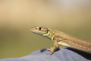 Catcher of lizards. A small reptile in the moult period.