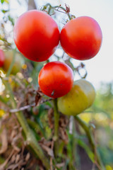 Ripe red tomatoes on a bush in the garden