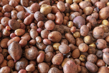 Potato harvest in the cellar as a background