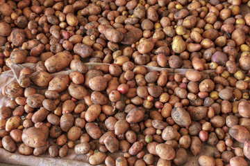 Potato harvest in the cellar as a background