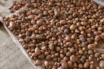 Potato harvest in the cellar as a background