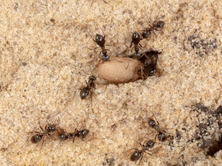 Ants and formic eggs in nature